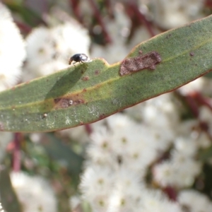 Depressa sp. (genus) at Murrumbateman, NSW - 7 Nov 2022
