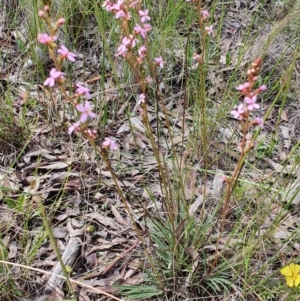 Stylidium graminifolium at Gundaroo, NSW - 5 Nov 2022 11:18 AM