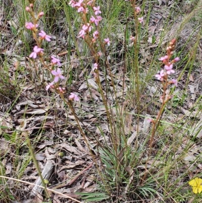 Stylidium graminifolium (Grass Triggerplant) at Gundaroo, NSW - 5 Nov 2022 by Gunyijan