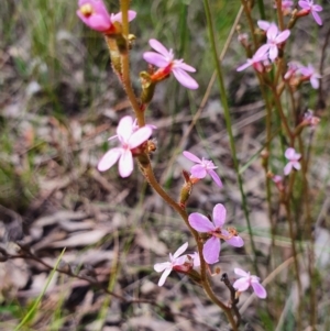 Stylidium graminifolium at Gundaroo, NSW - 5 Nov 2022 11:18 AM