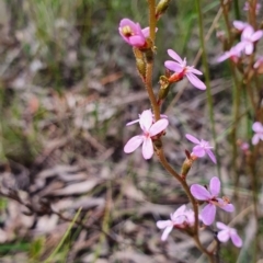 Stylidium graminifolium at Gundaroo, NSW - 5 Nov 2022 11:18 AM