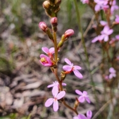 Stylidium graminifolium at Gundaroo, NSW - 5 Nov 2022 11:18 AM