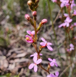 Stylidium graminifolium at Gundaroo, NSW - 5 Nov 2022