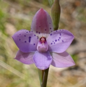 Thelymitra juncifolia at Molonglo Valley, ACT - suppressed