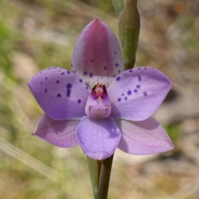 Thelymitra juncifolia (Dotted Sun Orchid) at Block 402 - 7 Nov 2022 by RobG1