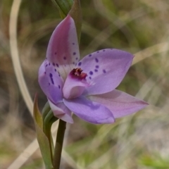 Thelymitra juncifolia at Molonglo Valley, ACT - suppressed