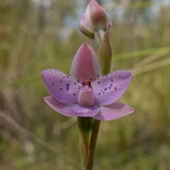 Thelymitra juncifolia at Molonglo Valley, ACT - 7 Nov 2022