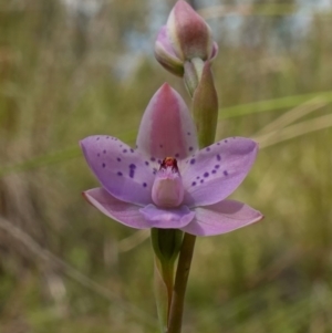 Thelymitra juncifolia at Molonglo Valley, ACT - suppressed