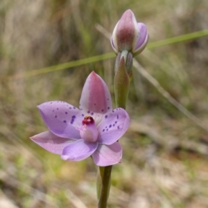 Thelymitra juncifolia at Molonglo Valley, ACT - suppressed