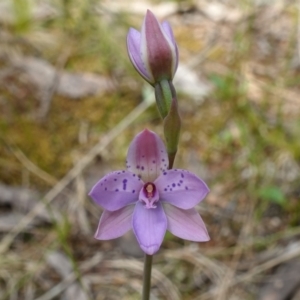 Thelymitra juncifolia at Molonglo Valley, ACT - 7 Nov 2022
