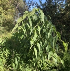 Celtis australis (Nettle Tree) at Jerrabomberra Wetlands - 7 Nov 2022 by MattM