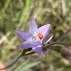 Thelymitra sp. (pauciflora complex) (Sun Orchid) at Acton, ACT - 7 Nov 2022 by Ned_Johnston