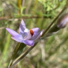 Thelymitra sp. (pauciflora complex) at Acton, ACT - 7 Nov 2022
