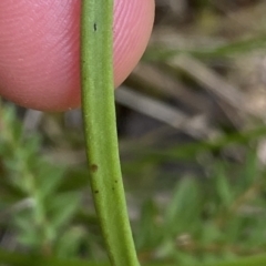 Thelymitra sp. (pauciflora complex) at Acton, ACT - suppressed