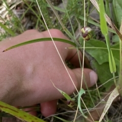 Thelymitra sp. (pauciflora complex) at Acton, ACT - 7 Nov 2022