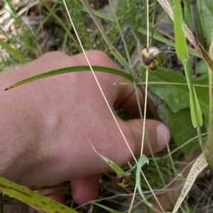 Thelymitra sp. (pauciflora complex) at Acton, ACT - 7 Nov 2022