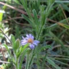 Vittadinia cuneata var. cuneata (Fuzzy New Holland Daisy) at Hawker, ACT - 6 Nov 2022 by sangio7