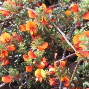 Pultenaea procumbens at Hawker, ACT - 6 Nov 2022 09:44 AM