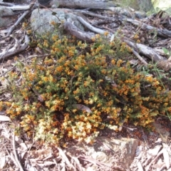 Pultenaea procumbens at Hawker, ACT - 6 Nov 2022 09:44 AM