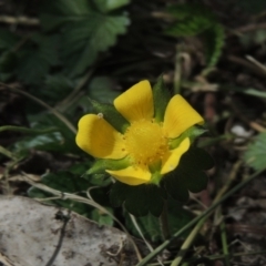 Potentilla indica (Indian Strawberry) at Pollinator-friendly garden Conder - 3 Oct 2022 by michaelb