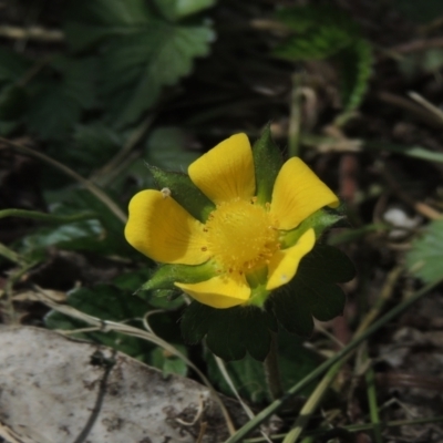 Potentilla indica (Indian Strawberry) at Pollinator-friendly garden Conder - 3 Oct 2022 by michaelb