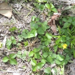 Potentilla indica at Conder, ACT - 3 Oct 2022 12:15 PM