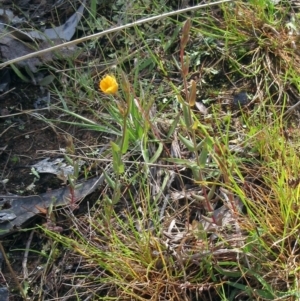 Hypericum gramineum at Hawker, ACT - 6 Nov 2022 10:38 AM