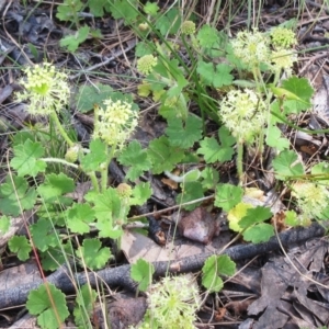 Hydrocotyle laxiflora at Hawker, ACT - 6 Nov 2022