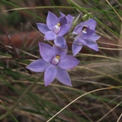 Thelymitra nuda (Scented Sun Orchid) at MTR591 at Gundaroo - 5 Nov 2022 by MaartjeSevenster