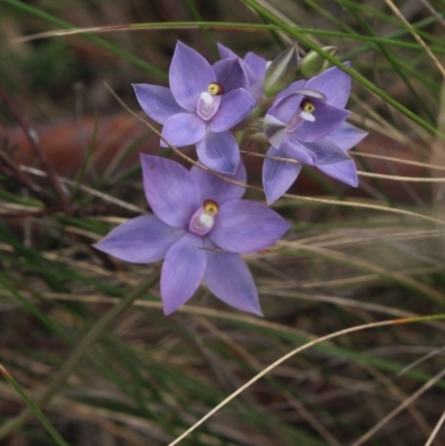 Thelymitra nuda (Scented Sun Orchid) at MTR591 at Gundaroo - 6 Nov 2022 by MaartjeSevenster