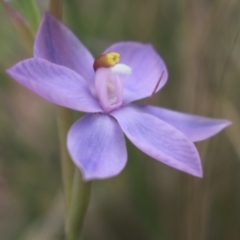 Thelymitra nuda at Gundaroo, NSW - suppressed