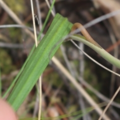 Thelymitra nuda at Gundaroo, NSW - suppressed