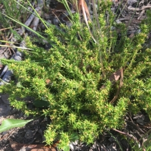 Scleranthus fasciculatus at Wamboin, NSW - 11 Jan 2021