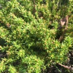 Scleranthus fasciculatus at Wamboin, NSW - 11 Jan 2021 09:30 AM