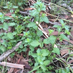 Veronica plebeia at Wamboin, NSW - 5 Jan 2021