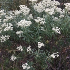 Cassinia longifolia (Shiny Cassinia, Cauliflower Bush) at Wamboin, NSW - 2 Dec 2020 by Devesons