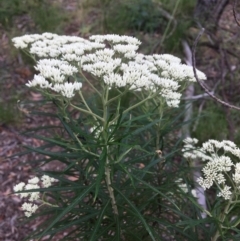 Cassinia longifolia at Wamboin, NSW - 3 Dec 2020