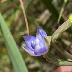 Thelymitra sp. aff. cyanapicata (Blue Top Sun-orchid) at Acton, ACT - 7 Nov 2022 by NedJohnston