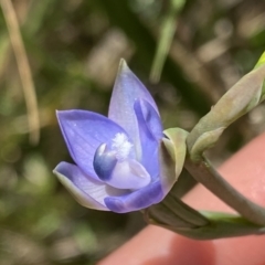 Thelymitra sp. aff. cyanapicata at Acton, ACT - 7 Nov 2022