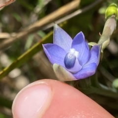 Thelymitra sp. aff. cyanapicata at Acton, ACT - 7 Nov 2022