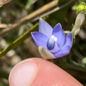 Thelymitra sp. aff. cyanapicata at Acton, ACT - suppressed