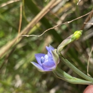 Thelymitra sp. aff. cyanapicata at Acton, ACT - suppressed