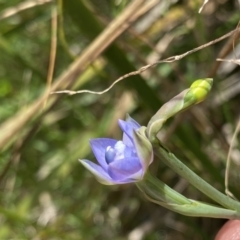 Thelymitra sp. aff. cyanapicata at Acton, ACT - 7 Nov 2022