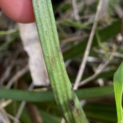 Thelymitra sp. aff. cyanapicata at Acton, ACT - 7 Nov 2022