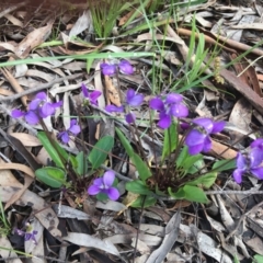 Viola betonicifolia subsp. betonicifolia (Arrow-Leaved Violet) at Wamboin, NSW - 17 Oct 2020 by Devesons