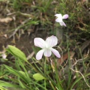 Viola betonicifolia subsp. betonicifolia at Wamboin, NSW - 18 Oct 2020