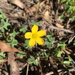 Oxalis sp. (Wood Sorrel) at Wamboin, NSW - 6 Oct 2021 by Devesons