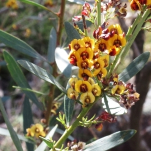 Daviesia mimosoides subsp. mimosoides at Hawker, ACT - 6 Nov 2022