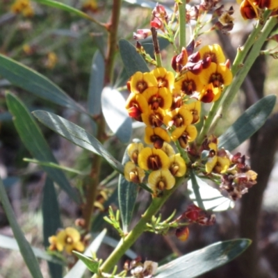 Daviesia mimosoides subsp. mimosoides at The Pinnacle - 5 Nov 2022 by sangio7