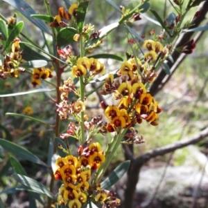 Daviesia mimosoides subsp. mimosoides at Hawker, ACT - 6 Nov 2022